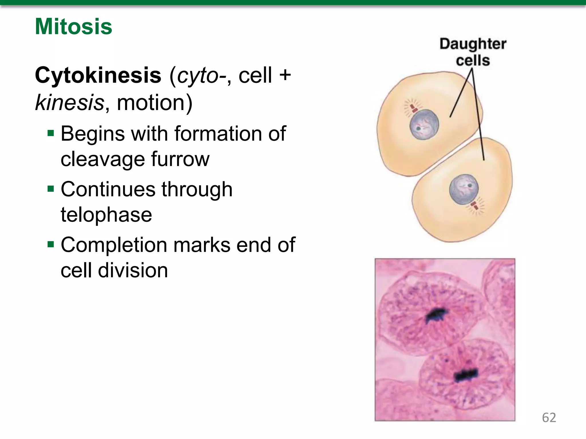 Mitosis
Cytokinesis (cyto-, cell +
kinesis, motion)
 Begins with formation of
cleavage furrow
 Continues through
telophase
 Completion marks end of
cell division
62
 