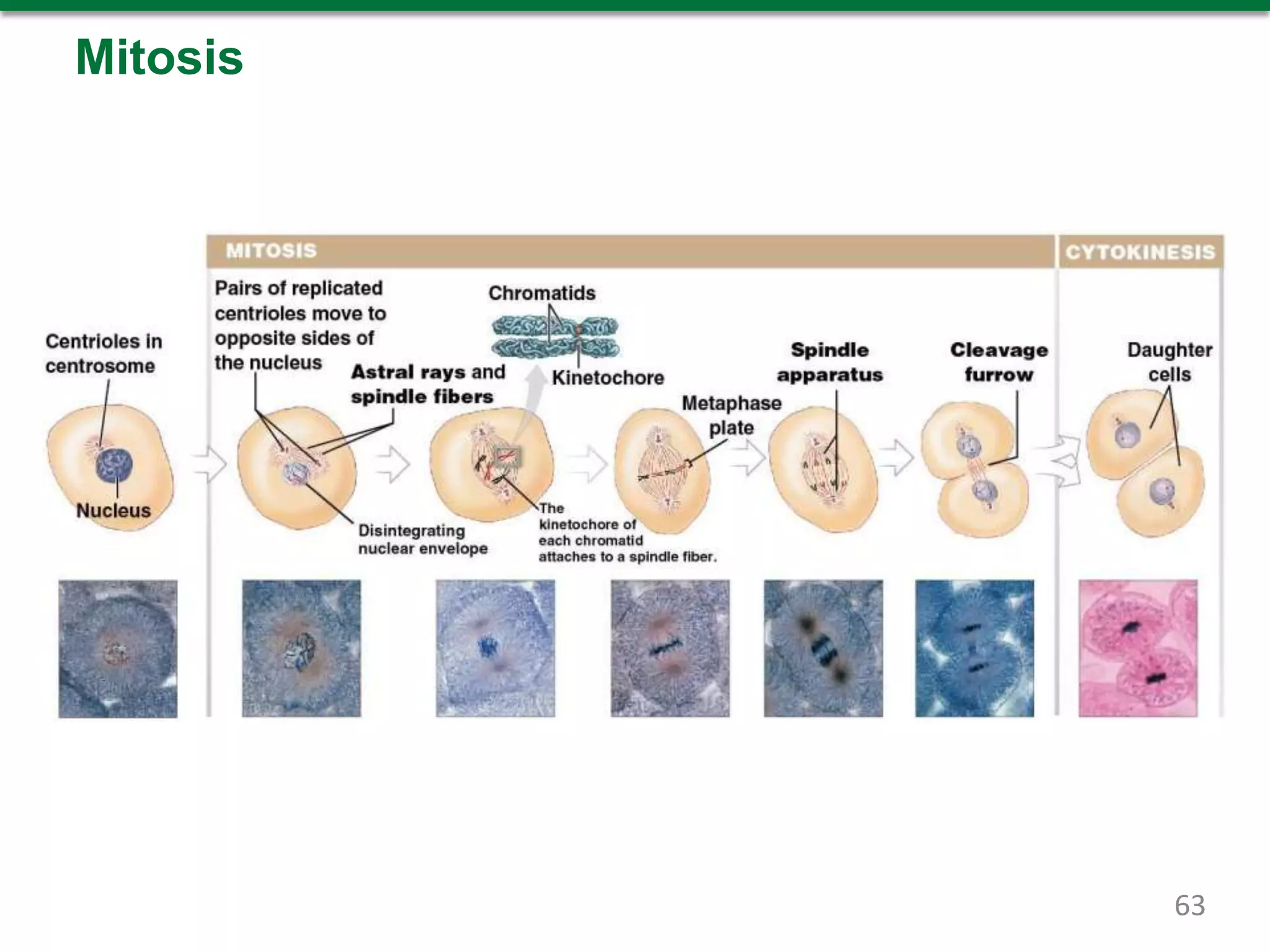 Mitosis
63
 