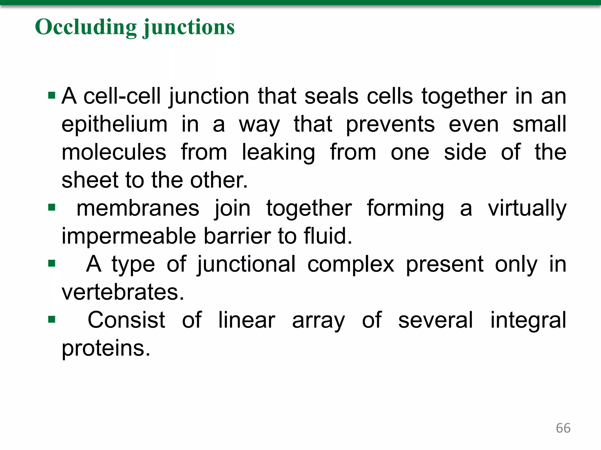 Occluding junctions
 A cell-cell junction that seals cells together in an
epithelium in a way that prevents even small
molecules from leaking from one side of the
sheet to the other.
 membranes join together forming a virtually
impermeable barrier to fluid.
 A type of junctional complex present only in
vertebrates.
 Consist of linear array of several integral
proteins.
66
 