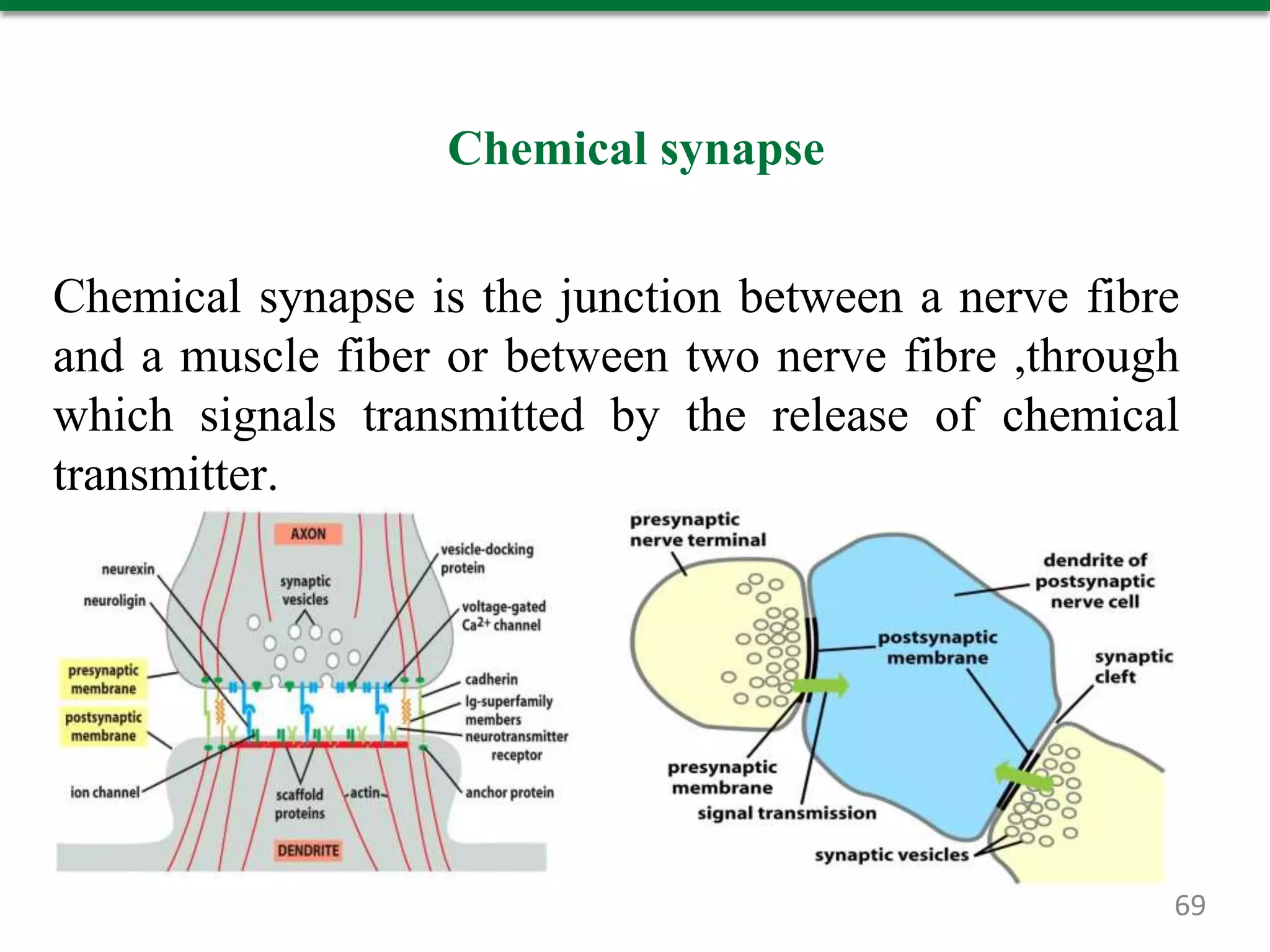 Chemical synapse
Chemical synapse is the junction between a nerve fibre
and a muscle fiber or between two nerve fibre ,through
which signals transmitted by the release of chemical
transmitter.
69
 