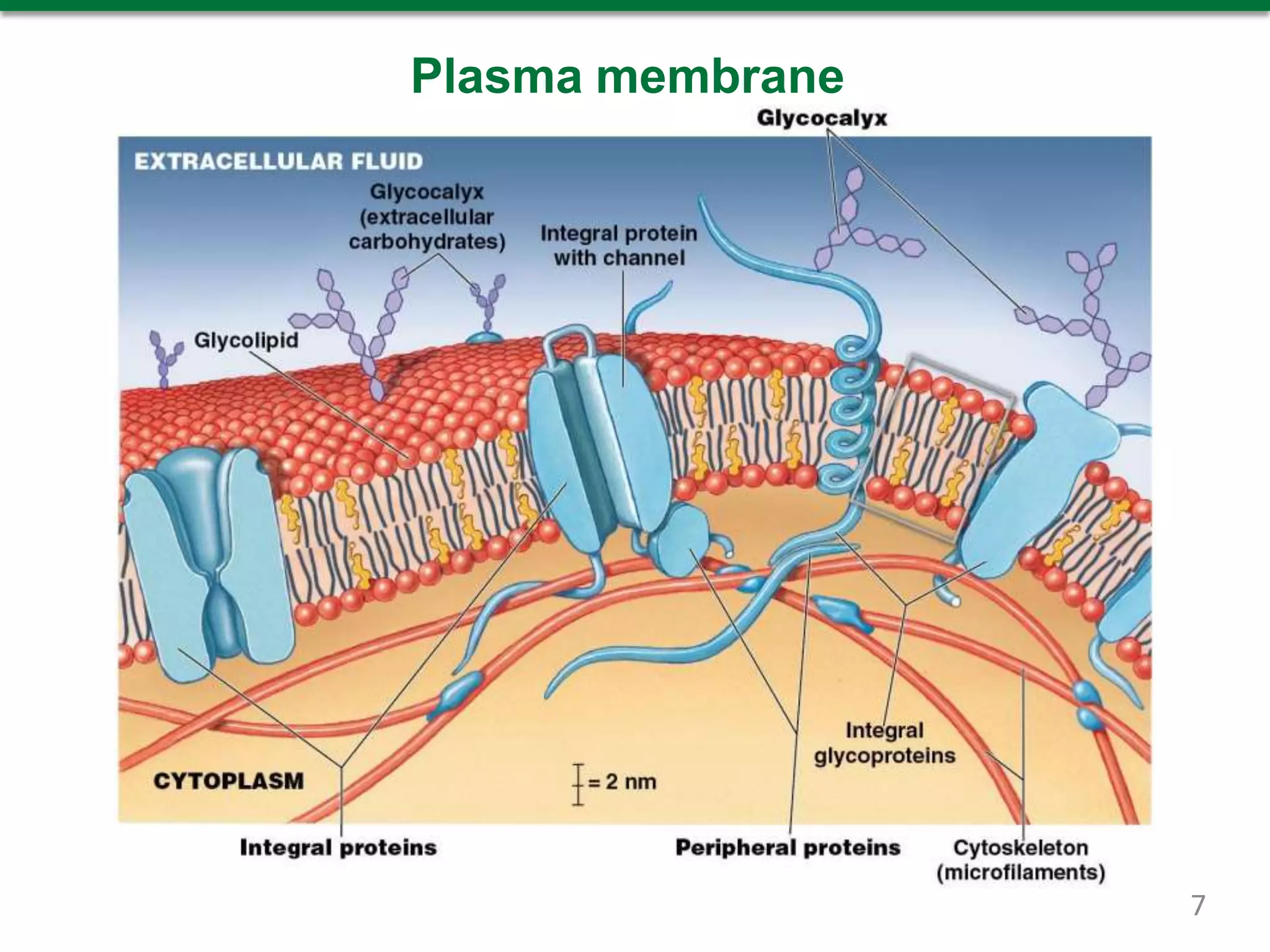 Plasma membrane
7
 