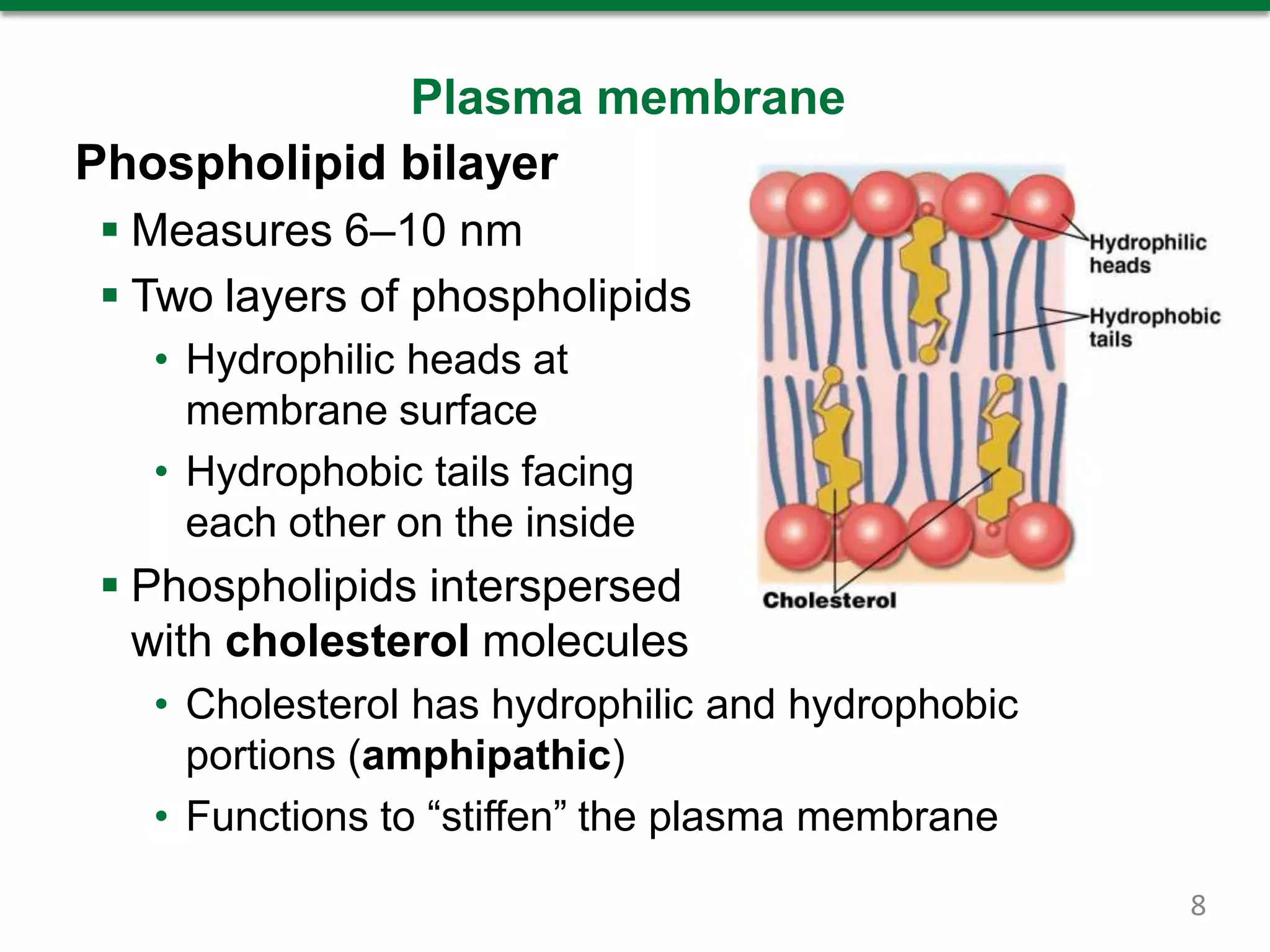 Plasma membrane
Phospholipid bilayer
 Measures 6–10 nm
 Two layers of phospholipids
• Hydrophilic heads at
membrane surface
• Hydrophobic tails facing
each other on the inside
 Phospholipids interspersed
with cholesterol molecules
• Cholesterol has hydrophilic and hydrophobic
portions (amphipathic)
• Functions to “stiffen” the plasma membrane
8
 