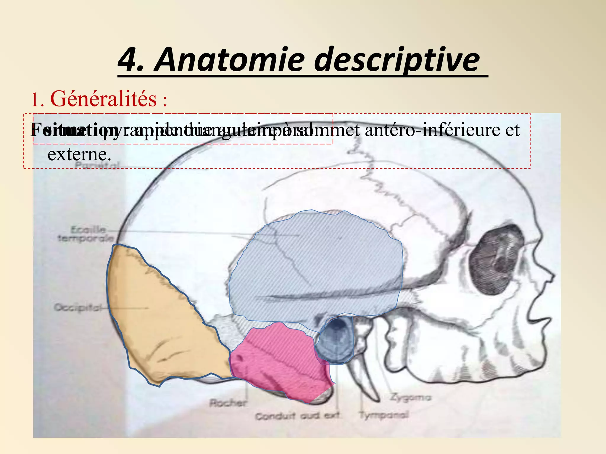 Processus Masto de Anatomie R le Du Processus Masto de KQPH