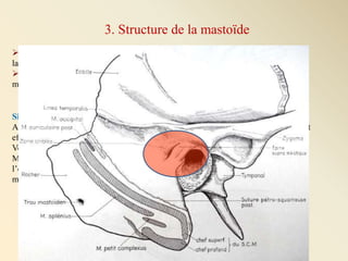 Anatomie De La Masto de PPT