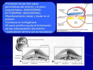 EMBRIOLOGIA GENITAL FEMENINA | PPTX