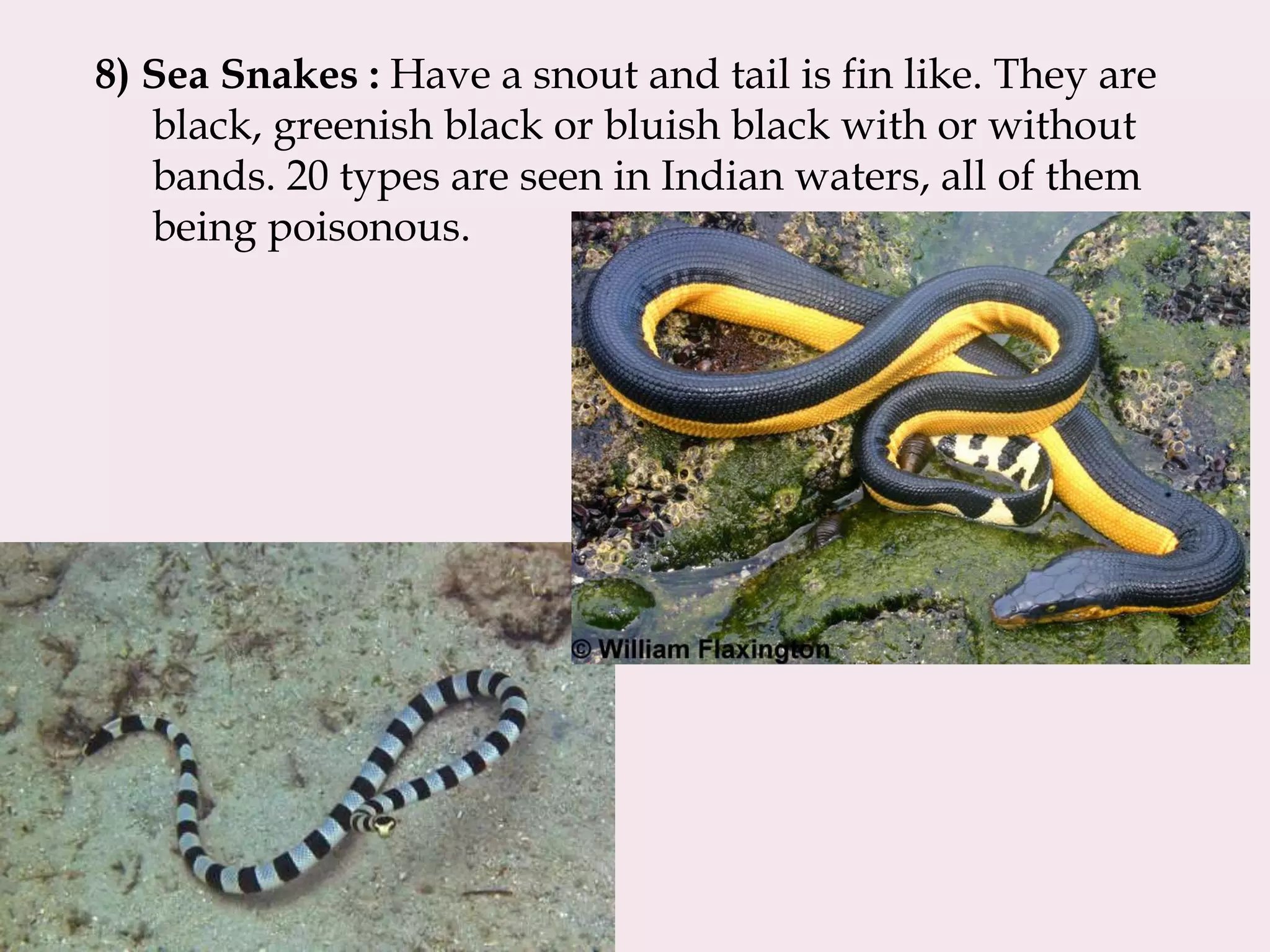 Common Indian Venomous Snakes .pptx