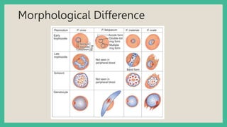 Morphological Difference
 