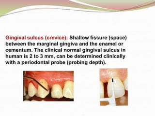 1.introduction to periodontics.pptx
