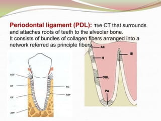 1.introduction to periodontics.pptx