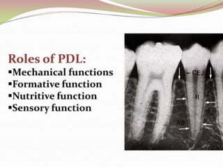 1.introduction to periodontics.pptx
