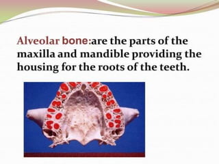 1.introduction to periodontics.pptx