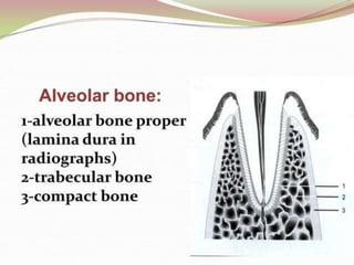 1.introduction to periodontics.pptx
