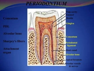 1.introduction to periodontics.pptx