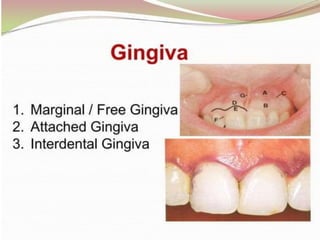 1.introduction to periodontics.pptx