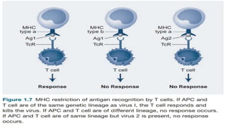 1. Basic Components of the Immune System.pptx