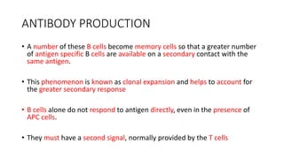 ANTIBODY PRODUCTION
• A number of these B cells become memory cells so that a greater number
of antigen specific B cells are available on a secondary contact with the
same antigen.
• This phenomenon is known as clonal expansion and helps to account for
the greater secondary response
• B cells alone do not respond to antigen directly, even in the presence of
APC cells.
• They must have a second signal, normally provided by the T cells
 