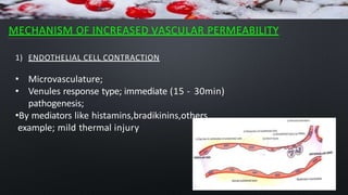MECHANISM OF INCREASED VASCULAR PERMEABILITY
1) ENDOTHELIAL CELL CONTRACTION
• Microvasculature;
• Venules response type; immediate (15 - 30min)
pathogenesis;
•By mediators like histamins,bradikinins,others
example; mild thermal injury
 