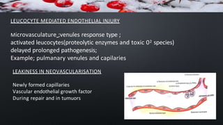 LEUCOCYTE MEDIATED ENDOTHELIAL INJURY
Microvasculature ;venules response type ;
activated leucocytes(proteolytic enzymes and toxic 02 species)
delayed prolonged pathogenesis;
Example; pulmanary venules and capilaries
LEAKINESS IN NEOVASCULARISATION
Newly formed capillaries
Vascular endothelial growth factor
During repair and in tumuors
 