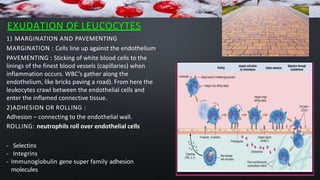 EXUDATION OF LEUCOCYTES
1) MARGINATION AND PAVEMENTING
MARGINATION : Cells line up against the endothelium.
PAVEMENTING : Sticking of white blood cells to the
linings of the finest blood vessels (capillaries) when
inflammation occurs. WBC’s gather along the
endothelium, like bricks paving a road). From here the
leukocytes crawl between the endothelial cells and
enter the inflamed connective tissue.
2)ADHESION OR ROLLING :
Adhesion – connecting to the endothelial wall.
ROLLING: neutrophils roll over endothelial cells
- Selectins
- Integrins
- Immunoglobulin gene super family adhesion
molecules
 