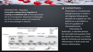 3)EMIGRATION – Diapedesis
Neutrophils undergo lateral migration or
crawling on endothelial cells to find a permissive
site for transmigration. Movement of leukocytes
out of the circulatory system and towards the
site of tissue damage or infection.
 CHEMOTAXIS –
Chemotaxis is a fundamental
biological process in which a
cell migrates following the
direction of a spatial cue. This
spatial cue is provided in a
form of a gradient of
chemoattractants.
Chemotaxis of
leukocytes, a requisite process
for neutrophil extravasation from
the blood into tissues, is a critical
step for initiating and maintaining
inflammation in both acute and
chronic inflammation.
 
