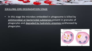 3)KILLING (OR) DEGRADATION STAGE
• In this stage the microbes embedded in phagosome is killed by
antimicrobial or bactericidal substances present in granules of
phagocytes and degraded by hydrolytic enzymes synthesised by
phagocytes.
 