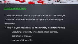 OXYGEN METABOLITES
1) They are released from activated neutrophils and macrophages
2)Includes superoxide,H2O2,toxic NO products are few oxygen
metabolites
3) Role of oxygen metabolites as inflammatory mediators includes
- vascular permeability by endothelial cell damage,
- activation of protease,
- damage of other cells,
 