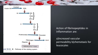 Action of fibrinopeptides in
inflammation are:
a)Increased vascular
permeability b)chemotaxis for
leucocytes
 