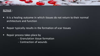 REPAIR :
 It is a healing outcome in which tissues do not return to their normal
architecture and function
 Repair typically results in the formation of scar tissues
 Repair process takes place by
- Granulation tissue formation
- Contraction of wounds
 