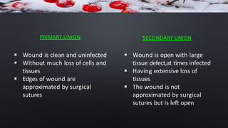  Wound is clean and uninfected
 Without much loss of cells and
tissues
 Edges of wound are
approximated by surgical
sutures
 Wound is open with large
tissue defect,at times infected
 Having extensive loss of
tissues
 The wound is not
approximated by surgical
sutures but is left open
PRIMARY UNION SECONDARY UNION
 