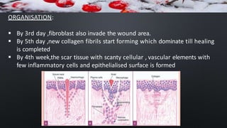 ORGANISATION:
 By 3rd day ,fibroblast also invade the wound area.
 By 5th day ,new collagen fibrils start forming which dominate till healing
is completed
 By 4th week,the scar tissue with scanty cellular , vascular elements with
few inflammatory cells and epithelialised surface is formed
 