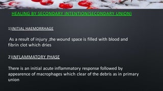 HEALING BY SECONDARY INTENTION(SECONDARY UNION)
1)INITIAL HAEMORRHAGE
As a result of injury ,the wound space is filled with blood and
fibrin clot which dries
2)INFLAMMATORY PHASE
There is an initial acute inflammatory response followed by
appearence of macrophages which clear of the debris as in primary
union
 
