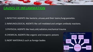 CAUSES OF INFLAMMATION
1.INFECTIVE AGENTS like bacteria ,viruses,and their toxins,fungi,parasites.
2.IMMUNOLOGICAL AGENTS like cell mediated and antigen antibody reactions.
3.PHYSICAL AGENTS like heat,cold,radiation,mechanical trauma
4.CHEMICAL AGENTS like organic and inorganic poisons
5.INERT MATERIALS such as foreign bodies
 