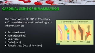 CARDINAL SIGNS OF INFLAMMATION
The roman writer CELSUS in 1st century
A.D named the famous 4 cardinal signs of
inflammation as:
 Rubor(redness)
 Tumor(swelling)
 Calor(heat)
 Dolar(pain)
 Functio laesa (loss of function)
 