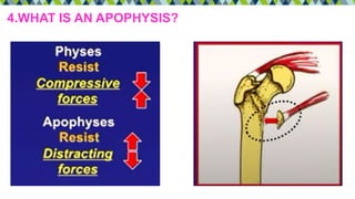 4.WHAT IS AN APOPHYSIS?
 