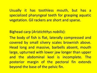 Usually it has toothless mouth, but has a
specialized pharyngeal teeth for grasping aquatic
vegetation. Gil rackers are short and sparse.
Bighead carp (Aristichthys nobilis):
The body of fish is flat, laterally compressed and
covered by small silvery scales brownish above.
Head long and massive, barbells absent, mouth
large, upturned with lower jaw longer than upper
and the abdominal keel is incomplete. The
posterior margin of the pectoral fin extends
beyond the base of the pelvic fin.
 