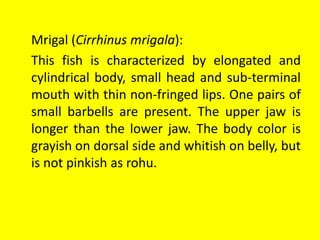 Mrigal (Cirrhinus mrigala):
This fish is characterized by elongated and
cylindrical body, small head and sub-terminal
mouth with thin non-fringed lips. One pairs of
small barbells are present. The upper jaw is
longer than the lower jaw. The body color is
grayish on dorsal side and whitish on belly, but
is not pinkish as rohu.
 