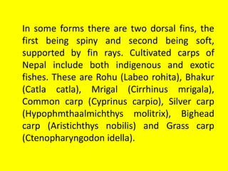 In some forms there are two dorsal fins, the
first being spiny and second being soft,
supported by fin rays. Cultivated carps of
Nepal include both indigenous and exotic
fishes. These are Rohu (Labeo rohita), Bhakur
(Catla catla), Mrigal (Cirrhinus mrigala),
Common carp (Cyprinus carpio), Silver carp
(Hypophmthaalmichthys molitrix), Bighead
carp (Aristichthys nobilis) and Grass carp
(Ctenopharyngodon idella).
 