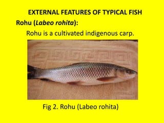 EXTERNAL FEATURES OF TYPICAL FISH
Rohu (Labeo rohita):
Rohu is a cultivated indigenous carp.
Fig 2. Rohu (Labeo rohita)
 