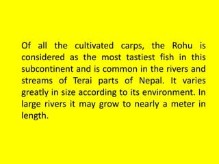 Of all the cultivated carps, the Rohu is
considered as the most tastiest fish in this
subcontinent and is common in the rivers and
streams of Terai parts of Nepal. It varies
greatly in size according to its environment. In
large rivers it may grow to nearly a meter in
length.
 
