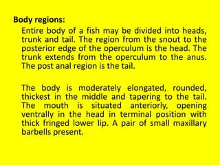 Body regions:
Entire body of a fish may be divided into heads,
trunk and tail. The region from the snout to the
posterior edge of the operculum is the head. The
trunk extends from the operculum to the anus.
The post anal region is the tail.
The body is moderately elongated, rounded,
thickest in the middle and tapering to the tail.
The mouth is situated anteriorly, opening
ventrally in the head in terminal position with
thick fringed lower lip. A pair of small maxillary
barbells present.
 