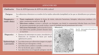 ADENOVIRUSES
Clasificación Virus de ADN (genomas de ADN de doble cadena)
Patógeno Los adenovirus obtuvieron su nombre de los tejidos adenoides (amígdalas) en las que se identificaron por primera
vez.
Patogénesis y
cuadro clínico
• Tracto respiratorio: adoptan la forma de rinitis, infección bacteriana, faringitis, infecciones similares a la
gripe y neumonía mortal en niños.
• Infecciones oculares: ocurren a menudo con faringitis, van desde la conjuntivitis folicular hasta una forma
de queratoconjuntivitis que puede incluso causar la pérdida parcial permanente de la vista.
• Infecciones Intestinales: gastroenteritis (causadas por las cepas virales 40 y 41)
• Los adenovirus pueden persistir durante meses en los ganglios linfáticos regionales o las amígdalas hasta que
se reactiven.
Diagnostico • Ensayos de anticuerpos en suero, inoculación y frotis en infecciones respiratorias
• Detección en muestras de heces por medio de microscopía electrónica, inmunoensayo enzimático o
aglutinación pasiva.
Epidemiologia
y prevención
• Las infecciones por adenovirus juegan un papel más importante en niños que en adultos.
• Infección por microgotas o frotis
• Las infecciones oculares se pueden contraer a partir del agua de baño o por objetos oftalmicos no esterilizados
• Por vía fecal-oral, agua o comida.
• Los adenovirus son el segundo patógeno más frecuente de la diarrea en niños después de rotavirus
 