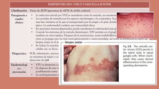 HERPESVIRUSES: VIRUS VARICELLA-ZOSTER
Clasificación Virus de ADN (genomas de ADN de doble cadena)
Patogénesis y
cuadro
clínico
• La infección inicial por VVZ se manifiesta como la varicela, un exantema papuloso episódico.
• Los portales de entrada son los espacio nasofaríngeo y la conjuntiva. A partir de ahí, el virus sufre
una fase virémica en la que es transportado por la sangre a la piel, donde se produce el exantema
típico. La enfermedad confiere una inmunidad eficaz.
• En pacientes inmunodeprimidos puede manifestar la enfermedad más grave
• Cuando los síntomas de la varicela disminuyen, VZV persiste en el ganglios espinales y quizás
también en otros tejidos. Después de la reactivación, zoster (culebrilla) se desarrolla, por lo que el
virus se propaga una vez más neurogénicamente y causa neuralgia, así como la eflorescencia típica del
herpes zoster en el segmento de la piel inervado por los nervios sensitivos.
• Se induce la reactivación por influencias internas o externas y se vuelve posible cuando la inmunidad
celular cae, es decir, después de los 45 años.
Diagnostico PCR, aislamiento, microscopía electrónica, detección de antígenos virales mediante inmunofluorescencia
en muestras de tejido o células, frotis, y serológicamente basados en aumentos de títulos de anticuerpos o
detección de IgM
Epidemiologi
a y
prevención
• VZV es altamente contagioso y se transmite aerógenamente.
• Se dispone de una vacuna que contiene virus atenuados para la prevención de la varicela y
posiblemente zoster
• La acicloguanosina se usa profilácticamente y en el tratamiento de infecciones por VZV.
 