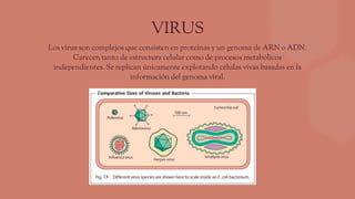 VIRUS
Los virus son complejos que consisten en proteínas y un genoma de ARN o ADN.
Carecen tanto de estructura celular como de procesos metabólicos
independientes. Se replican únicamente explotando células vivas basadas en la
información del genoma viral.
 