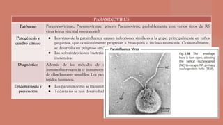 PARAMIXOVIRUS
Patógeno Paramyxovirinae, Pneumovirinae, género Pneumovirus, probablemente con varios tipos de RS
virus (virus sincitial respiratorio)
Patogénesis y
cuadro clínico
● Los virus de la parainfluenza causan infecciones similares a la gripe, principalmente en niños
pequeños, que ocasionalmente progresan a bronquitis o incluso neumonía. Ocasionalmente,
se desarrolla un peligroso síndrome de crup.
● Las sobreinfecciones bacterianas son frecuentes, al igual que las reinfecciones generalmente
inofensivas
Diagnóstico Además de los métodos de serodiagnóstico, pruebas de detección directa basadas en
inmunofluorescencia o inmunoensayo enzimático, están disponibles para paramixovirus, algunos
de ellos bastante sensibles. Los paramixovirus se replican fácilmente en cultivos celulares a partir de
tejidos humanos.
Epidemiología y
prevención
● Los paramixovirus se transmiten por infección por gotitas (mucosas)
● Todavía no se han desarrollado vacunas para los otros virus de la parainfluenza.
 