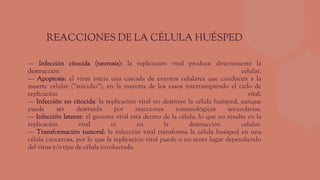 — Infección citocida (necrosis): la replicación viral produce directamente la
destrucción celular.
— Apoptosis: el virus inicia una cascada de eventos celulares que conducen a la
muerte celular ("suicidio"), en la mayoría de los casos interrumpiendo el ciclo de
replicación viral.
— Infección no citocida: la replicación viral no destruye la célula huésped, aunque
puede ser destruida por reacciones inmunológicas secundarias.
— Infección latente: el genoma viral está dentro de la célula, lo que no resulta en la
replicación viral ni en la destrucción celular.
— Transformación tumoral: la infección viral transforma la célula huésped en una
célula cancerosa, por lo que la replicación viral puede o no tener lugar dependiendo
del virus y/o tipo de célula involucrada.
REACCIONES DE LA CÉLULA HUÉSPED
 