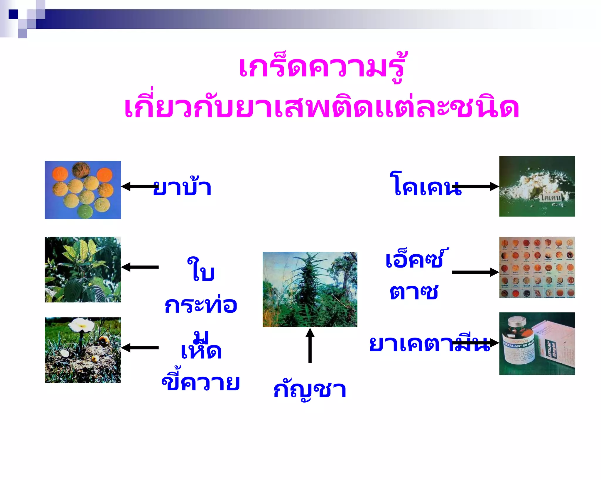 เกร็ดความรู ้
เกี่ยวกับยาเสพติดแต่ละชนิด
ยาบ้า
ใบ
กระท่อ
ม
เห็ด
ขี้ควาย
โคเคน
เอ็คซ ์
ตาซ
ยาเคตามีน
กัญชา
 
