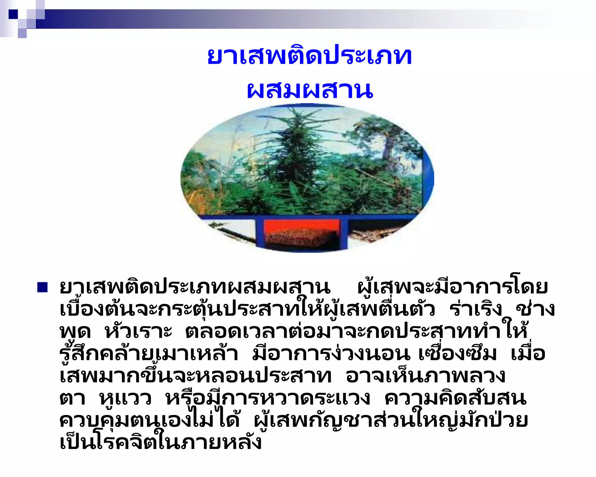  ยาเสพติดประเภทผสมผสาน ผู้เสพจะมีอาการโดย
เบื้องต้นจะกระตุ้นประสาทให้ผู้เสพตื่นตัว ร่าเริง ช่าง
พูด หัวเราะ ตลอดเวลาต่อมาจะกดประสาททาให้
รู ้สึกคล้ายเมาเหล้า มีอาการง่วงนอน เซื่องซึม เมื่อ
เสพมากขึ้นจะหลอนประสาท อาจเห็นภาพลวง
ตา หูแวว หรือมีการหวาดระแวง ความคิดสับสน
ควบคุมตนเองไม่ได้ ผู้เสพกัญชาส่วนใหญ่มักป่ วย
เป็ นโรคจิตในภายหลัง
ยาเสพติดประเภท
ผสมผสาน
 