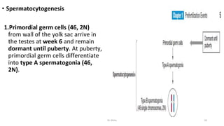 • Spermatocytogenesis
1.Primordial germ cells (46, 2N)
from wall of the yolk sac arrive in
the testes at week 6 and remain
dormant until puberty. At puberty,
primordial germ cells differentiate
into type A spermatogonia (46,
2N).
Dr.Shitu 10
 