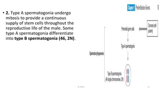 • 2. Type A spermatogonia undergo
mitosis to provide a continuous
supply of stem cells throughout the
reproductive life of the male. Some
type A spermatogonia differentiate
into type B spermatogonia (46, 2N).
Dr.Shitu 11
 