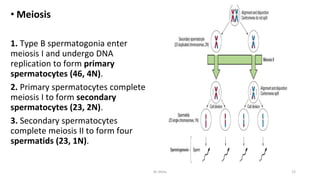• Meiosis
1. Type B spermatogonia enter
meiosis I and undergo DNA
replication to form primary
spermatocytes (46, 4N).
2. Primary spermatocytes complete
meiosis I to form secondary
spermatocytes (23, 2N).
3. Secondary spermatocytes
complete meiosis II to form four
spermatids (23, 1N).
Dr.Shitu 12
 